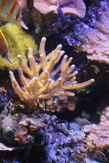 un poisson dans l&#39;aquarium