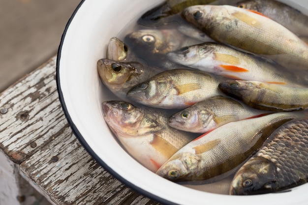 Poisson dans un bassin blanc avec de l&#39;eau