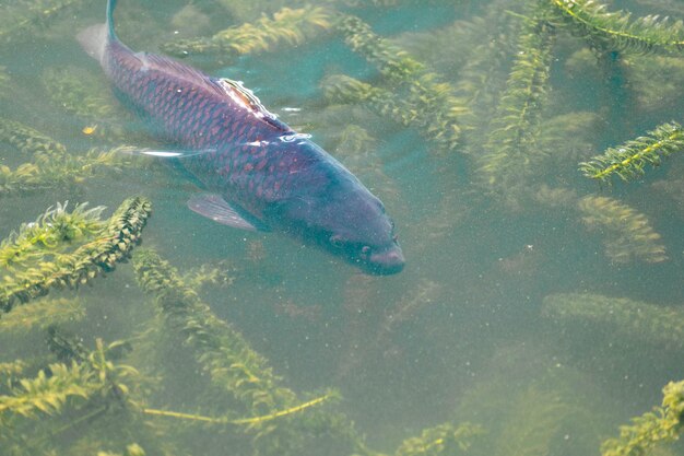 Photo un poisson dans l'eau avec le mot poisson dessus