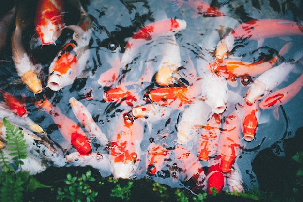 Poisson dans la mer