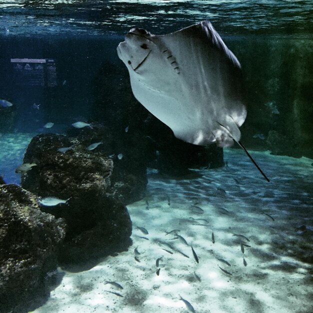 Photo poisson dans la mer