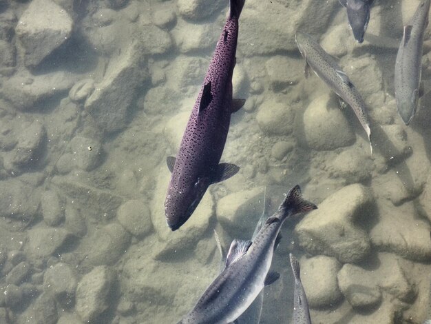 Photo poisson dans la mer