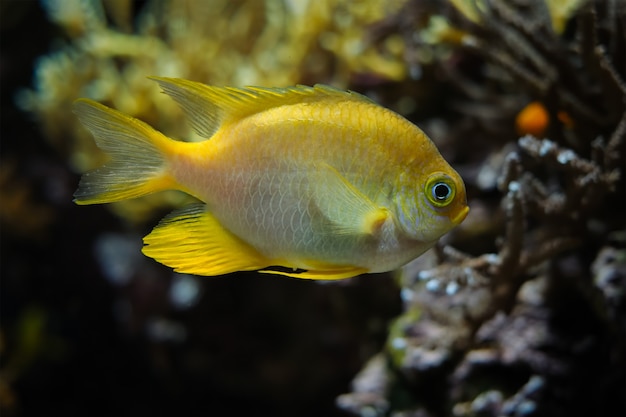 Poisson demoiselle d'or sous l'eau en mer