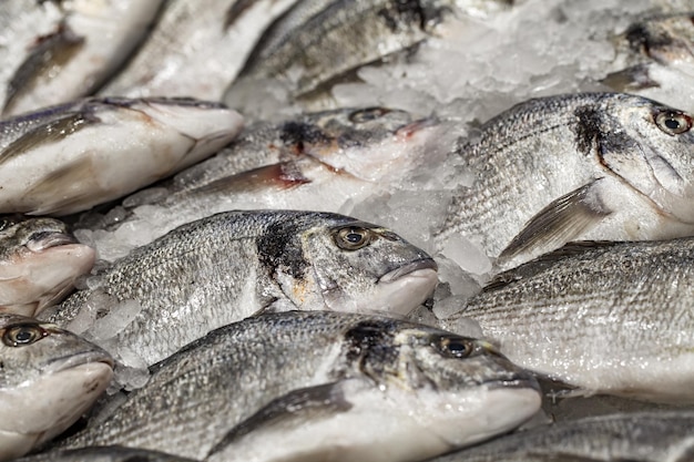 Photo poisson dorado sur glace refroidi cru focus sélectif