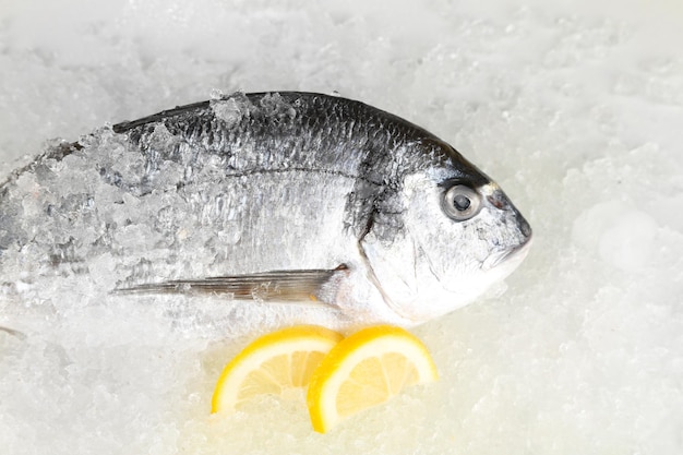 Poisson Dorado sur glace