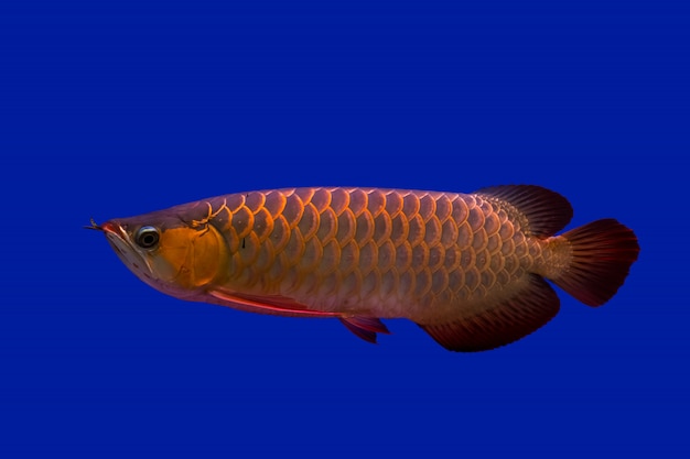 Poisson dragon Arowana