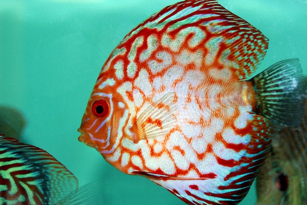 Photo poisson d'eau douce amazonien discus en captivité