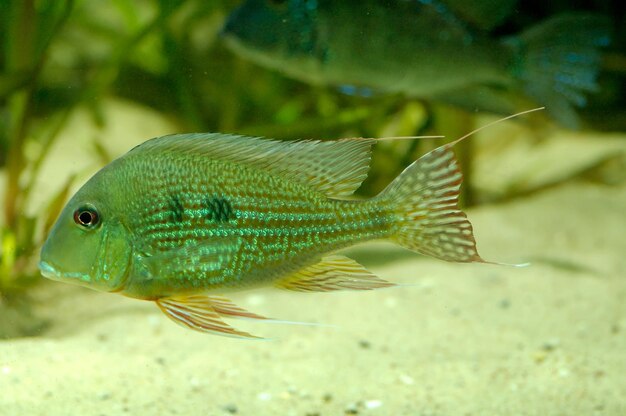 poisson d'eau douce dans l'aquarium en gros plan au zoo de Varsovie