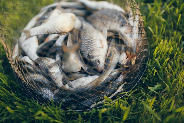 Photo poisson d'eau douce juste pris de l'eau. attraper du poisson - vobla commun