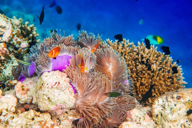Poisson d'eau salée d'actualité, poisson clown - Récif corallien aux Maldives, poisson clown