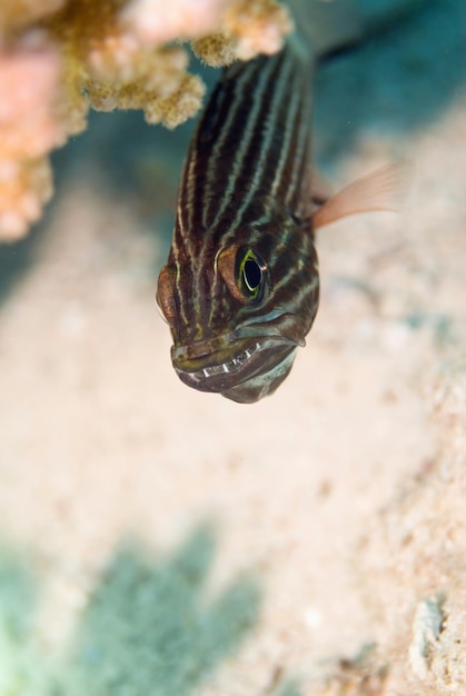 Poisson écureuil en gros plan