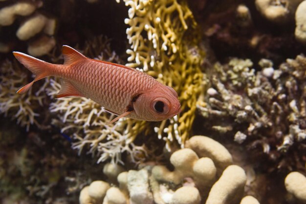 Poisson écureuil