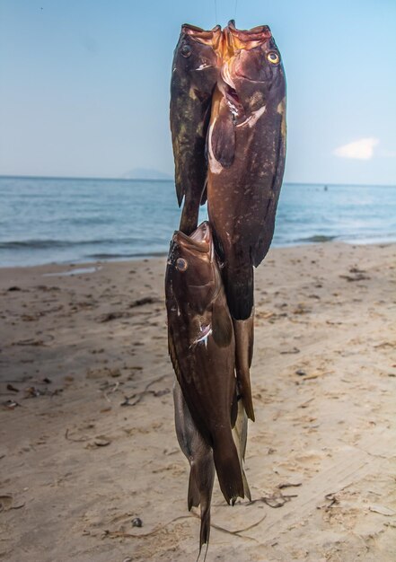 Poisson Epinephelinae capturé lors d'un voyage de pêche