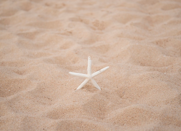 Poisson étoile sur fond de sable