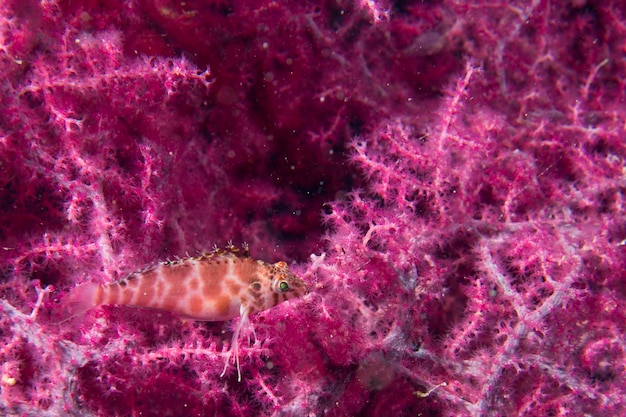 Un poisson faucon coloré sur le corail gorgonia à Cebu aux Philippines