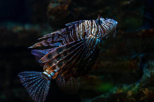 Le poisson-feu du diable en gros plan dans l'aquarium