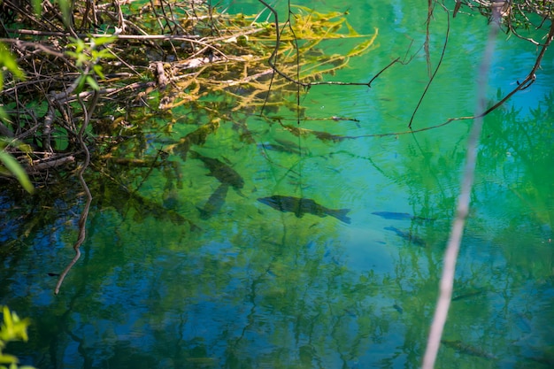 Le poisson flotte dans une eau turquoise claire.