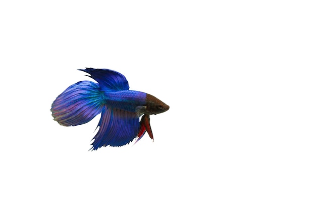 Poisson sur fond blanc