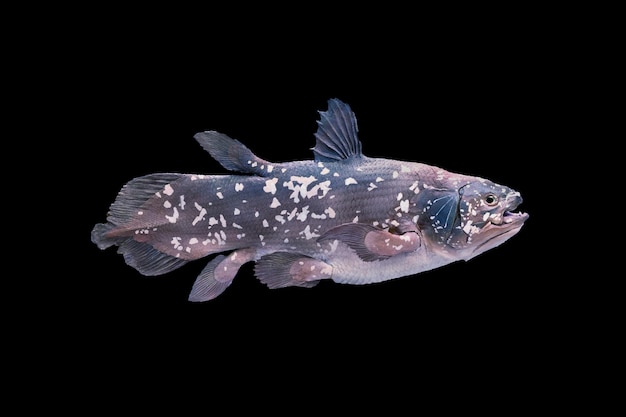 Poisson fossile vivant Coelacanthe