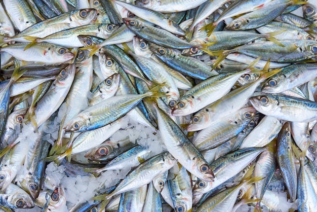 Poisson frais de chinchard dans la glace au fond de chinchard du marché