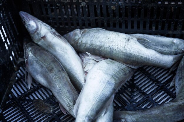 Photo poisson frais cru dans un récipient au marché aliments alimentaires sains en gros plan