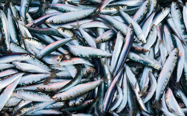 Poisson frais dans le bazar de la Croatie