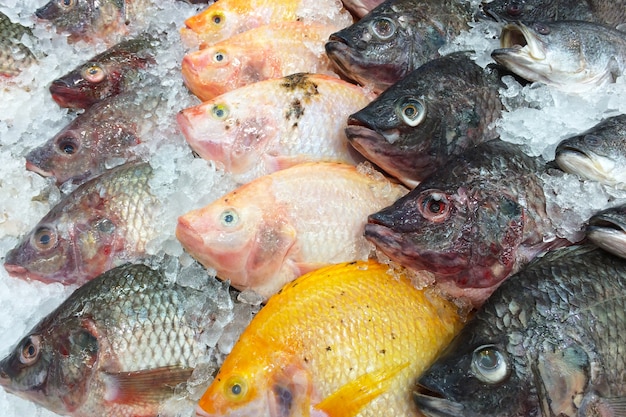 Poisson frais sur la glace.