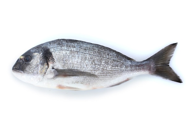 Poisson frais isolé sur blanc