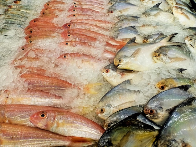 Poisson frais sur le marché des fruits de mer