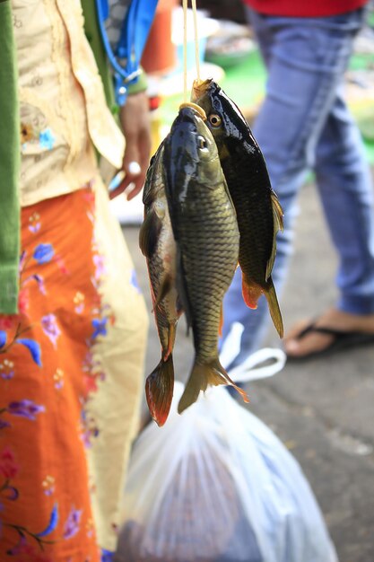 Photo poisson frais sur le marché