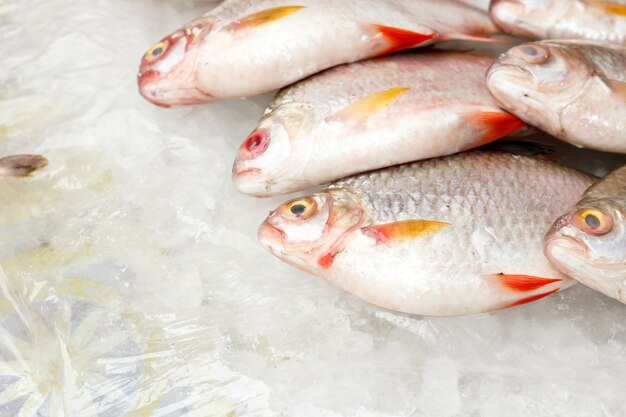 Poisson frais sur le marché