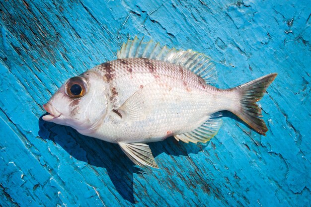 Photo poisson frais sur le plancher en bois bleu