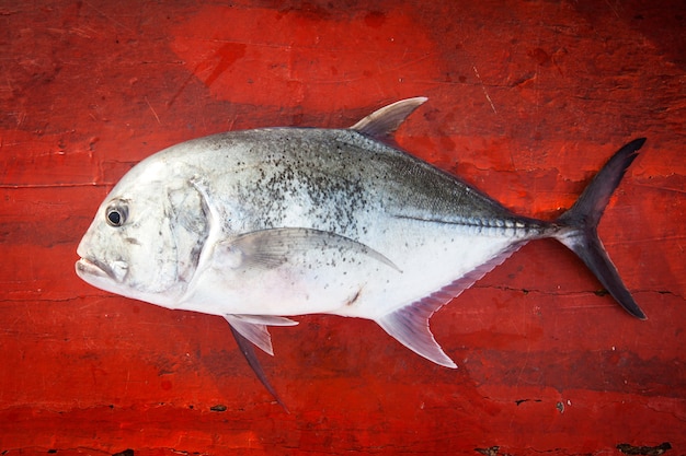 Poisson frais sur le plancher rouge