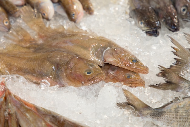 Poisson frais en vente sur un marché et conservé dans la glace