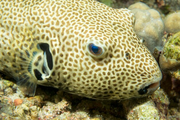 Un poisson-globe close up portrait aux Philippines