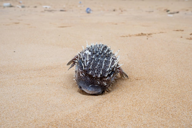 Poisson-globe avec épine gonflée échouée morte sur la plage