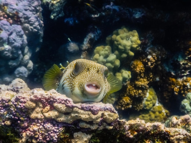 Le poisson-globe à pois blancs se trouve sur les coraux et regarde dans l'appareil photo