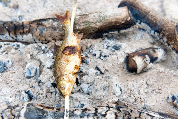 Poisson grillé avec bâton sur le feu