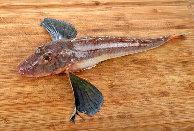 Poisson grondin à remous sur table en bois