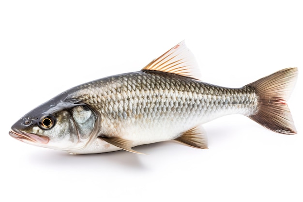 Un poisson avec un gros oeil et un gros oeil