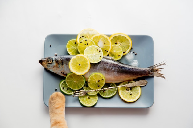 Poisson hareng frais aux citrons et pied de chat au gingembre sur une surface blanche. Vue ci-dessus