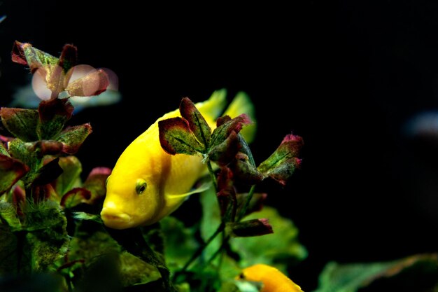 Poisson jaune au premier plan nageant avec d'autres poissons à l'intérieur d'un aquarium avec un fond noir