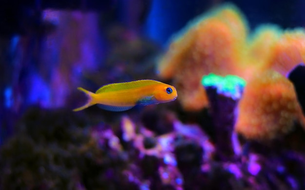 Poisson jaune Midas Blenny dans un aquarium de récifs coralliens