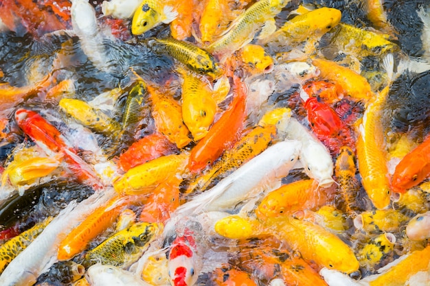 Poisson koi affamé coloré dans l&#39;eau