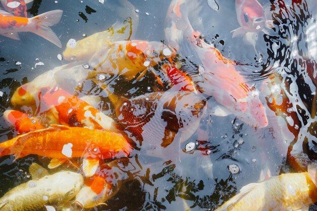 poisson koi dans l'étang du jardin