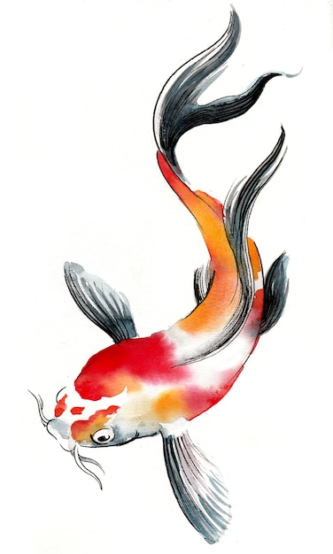 Poisson koï. Dessin à l'encre et à l'aquarelle