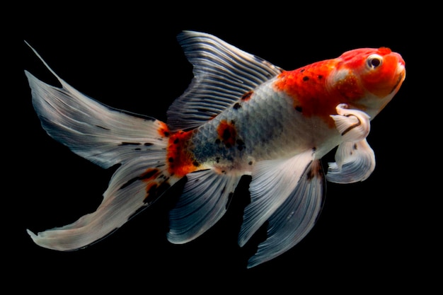 Poisson Koi isolé sur fond noir Poisson d'or dans l'aquarium