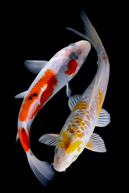 Poisson Koi isolé sur fond noir Poisson d'or dans l'aquarium