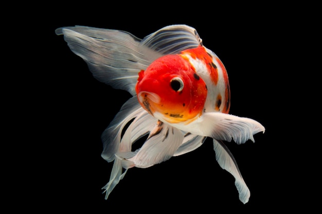 Poisson Koi isolé sur fond noir Poisson d'or dans l'aquarium