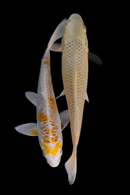 Photo poisson koi isolé sur fond noir poisson d'or dans l'aquarium